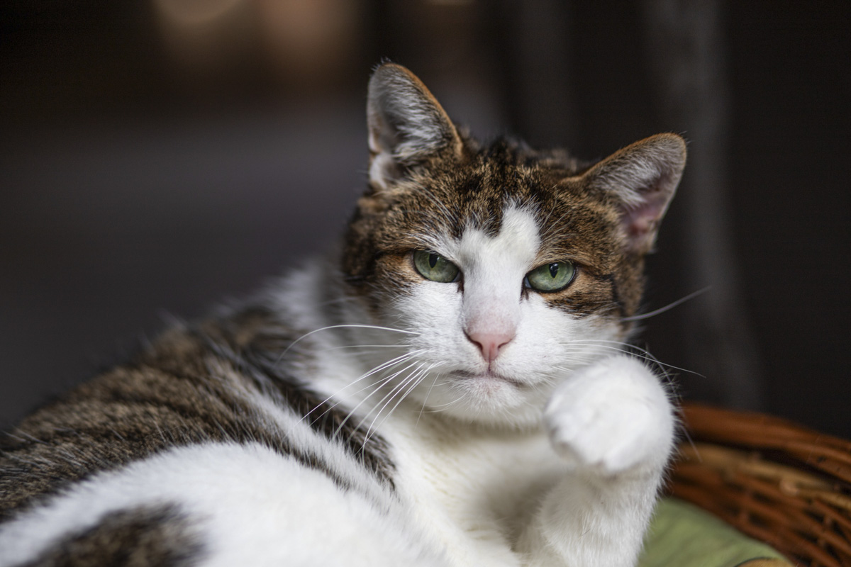Kater