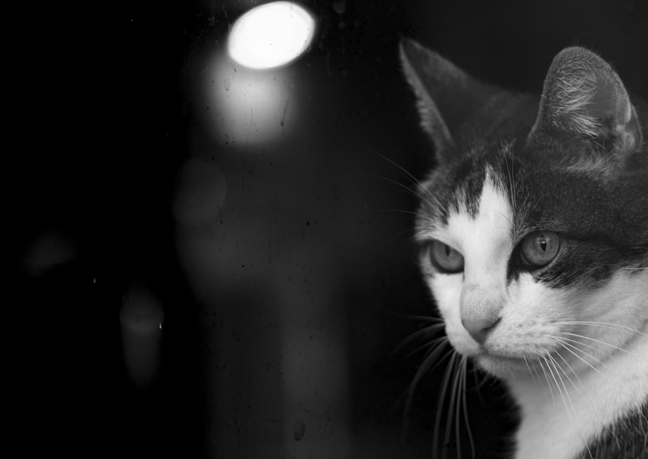 Kater1